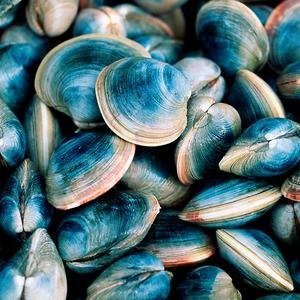 Wholesale supply for Natural Nutritious Shellfish Dried, Fresh and frozen Shellfish at discount prices.