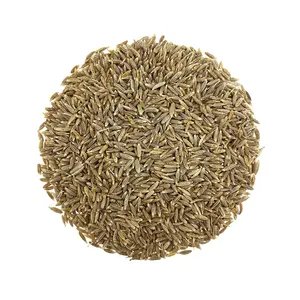 Indian Spices and Herbs Cumin Jeera Natural and Organic Cumin for Extra Taste From Indian Supplier