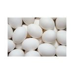 Shell Chicken Eggs Bulk Purchase 100% Organic White Eggs Direct Factory White Egg Supplier