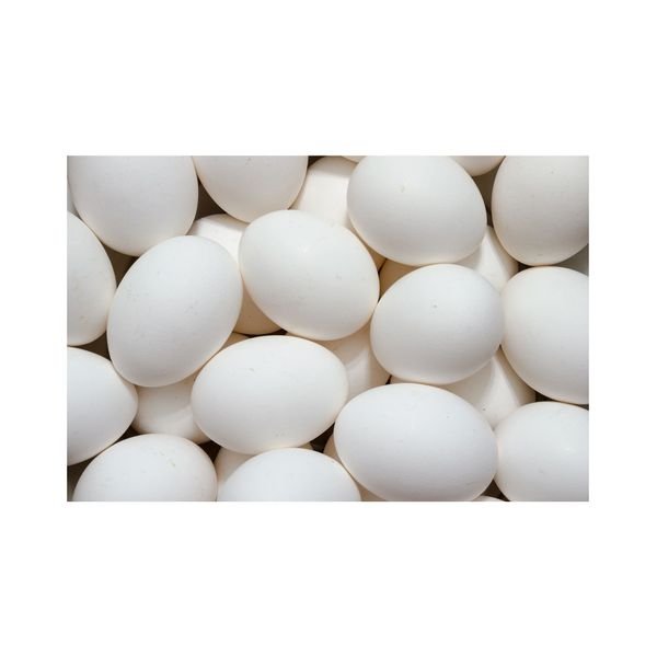 Shell Chicken Eggs Bulk Purchase 100% Organic White Eggs Direct Factory White Egg Supplier