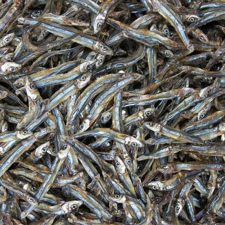 SUNDRIED SPRAT/ DRIED ANCHOVY FISH FROM VIETNAM WITH GOOD PRICE//Sven + 84 966722357