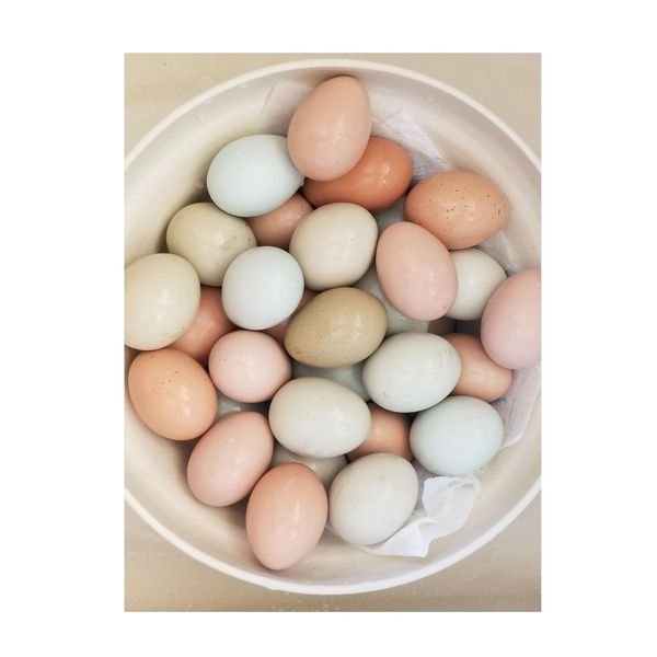 Fresh White and brown eggs | fresh table eggs for sale
