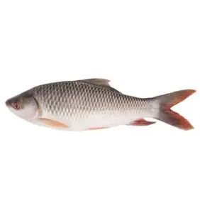 Frozen Rohu Freshwater Fish Individual Frozen Fish Cheap With High Quality From Vietnam Seafood Company