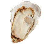 Frozen Fresh Half Shell Oysters Original Factory Shellfishes