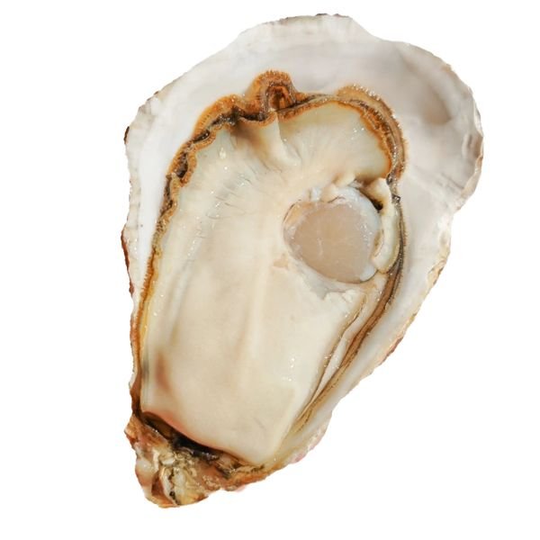 Frozen Fresh Half Shell Oysters Original Factory Shellfishes